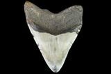 Large, Fossil Megalodon Tooth - North Carolina #108936-2